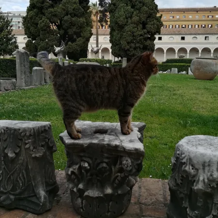 La Gatta Prisca va al Museo